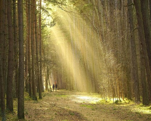 A person taking a calm walk in a local urban park